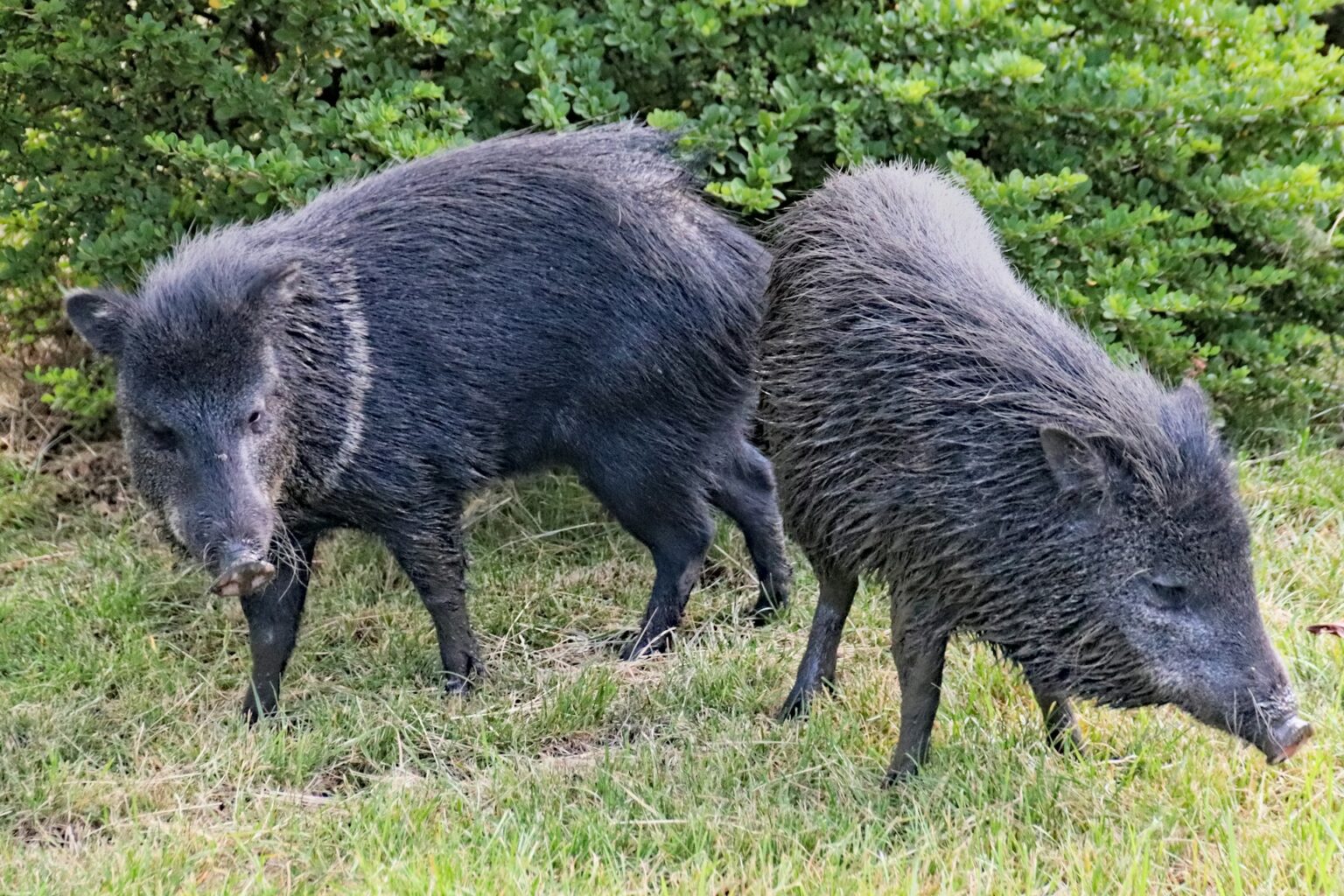 Are Wild Boars an Invasive Species (Explained)
